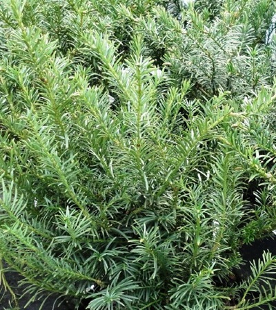 Rounded Japanese Plum Yew